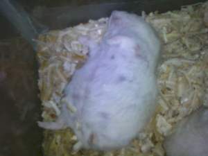 Hamster hamil